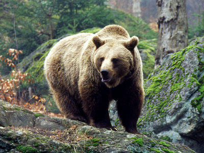 Медведь откусил руку работнику мурманского пивзавода