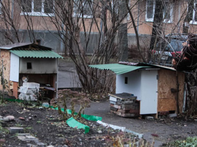 В Калининграде для бездомных котов построили многоквартирные домики