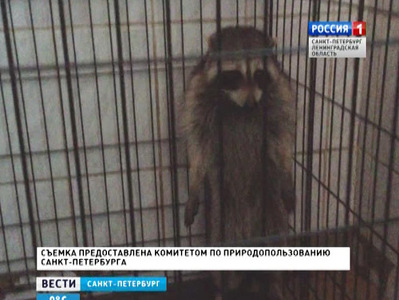 В офисе одной петербургской компании поймали енота