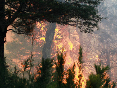 В Приамурье действует крупный природный пожар