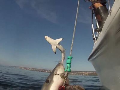 США лидируют по количеству нападений акул на людей