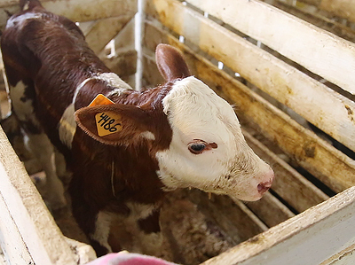 Молочную ферму на 240 голов реконструируют в Томском районе