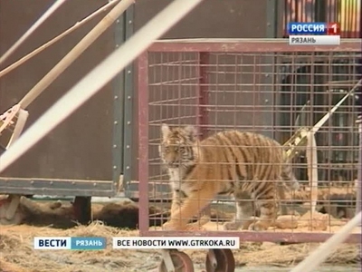 В Рязани сотрудника цирка за променад с тигрёнком уволили с работы