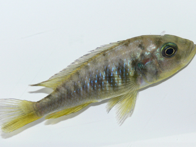 Самки рыбы-цихлиды могут отращивать себе яички