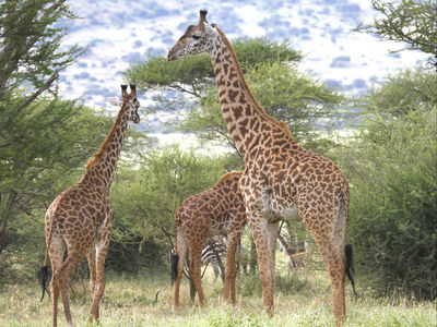 Геномы окапи и жирафа продемонстрировали, как последний заполучил длинную шею
