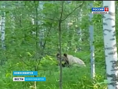 В Новосибирске ищут вышедшего к людям медведя