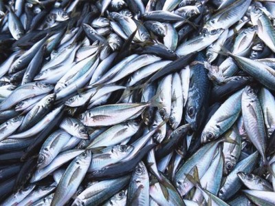 В Петербурге откроют рыбную биржу