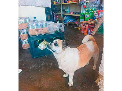 В Китае собака научилась покупать колбасу