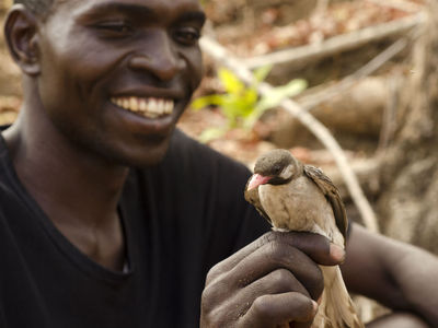 Любовь к меду: африканские охотники и птицы объединились в поисках ульев
