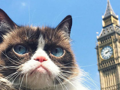 Сердитый котик встретился с британскими фанатами