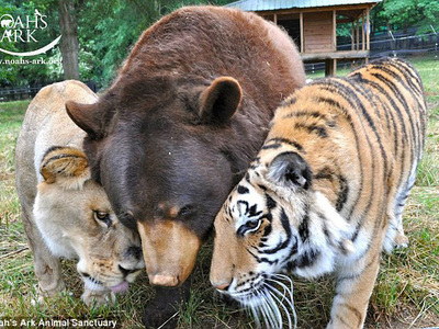 Потерявших друга-льва медведя и тигра будут лечить от депрессии