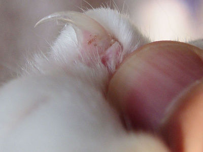 Нет милым котикам: болезнь кошачьих царапин стала опаснее