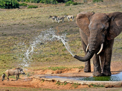 Африканским слонам не дали высший международный уровень защиты