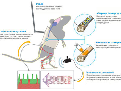 Петербургские нейрофизиологи побороли паралич у крыс при помощи стимуляции спинного мозга