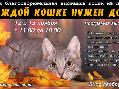 50 котят и кошек будут ждать хозяев на выставке в Перове