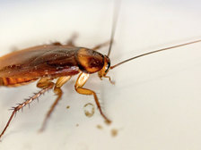 Не только тараканы: десять существ, которые переживут ядерную войну