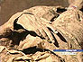 В хорватском храме найдены мумии